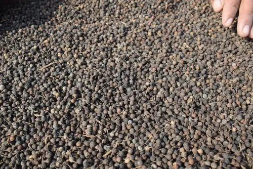 Cubeb Or Kabab Chini