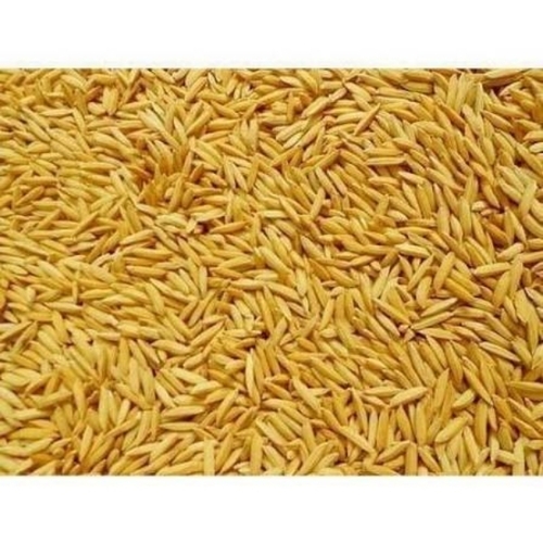 Golden Long Grain Paddy Seeds