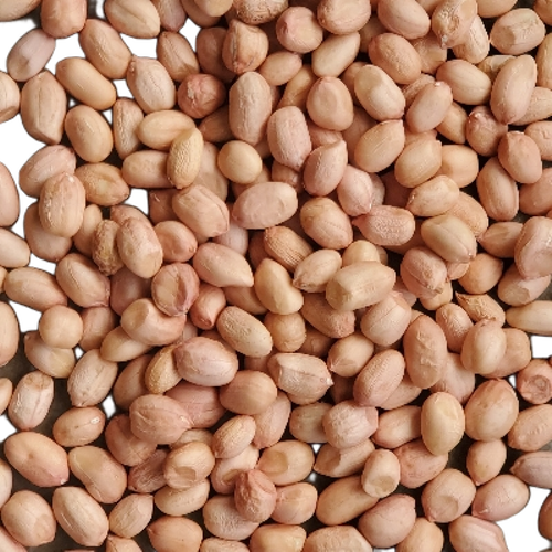 Groundnut Kernels