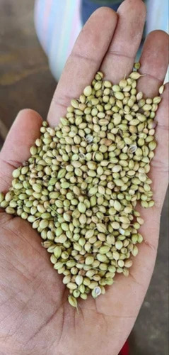 Coriander Seed