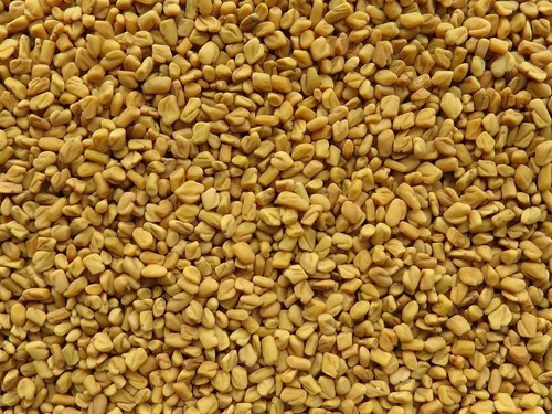 Fenugreek Seeds Methi Dana
