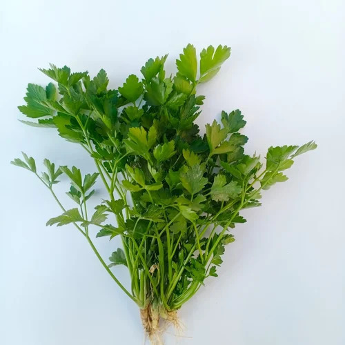 Flat Parsley Leaves