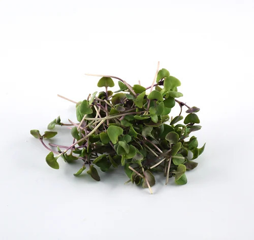 Fresh Basil Microgreens