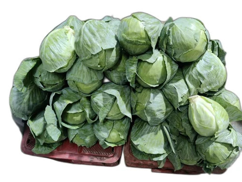 Fresh Cabbage Vegetable