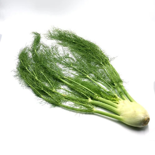 Fresh Green Fennel