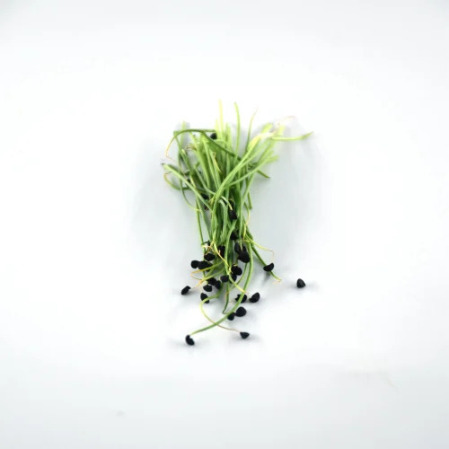 Fresh Onion Microgreens