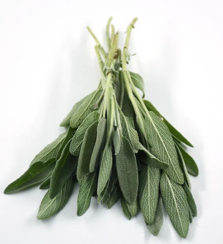 Fresh Sage Leaves