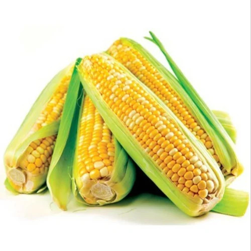 Frozen American Sweet Corn