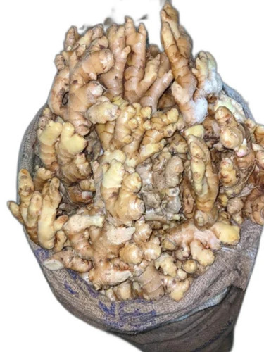 Golden Ginger
