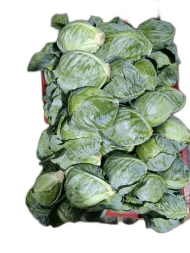 Green Fresh Cabbage