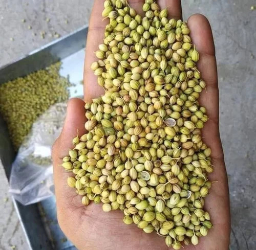 Green Loose Coriander Seed