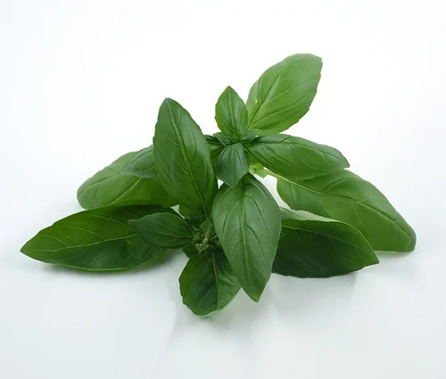 Italian Basil Leaves