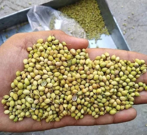 Natural Green Coriander Seeds