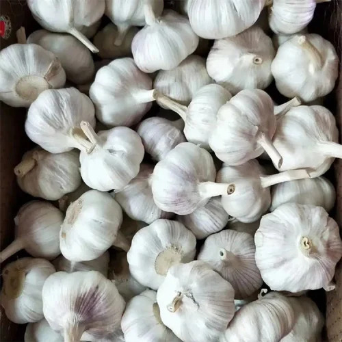 Premium Fresh Garlic Balls