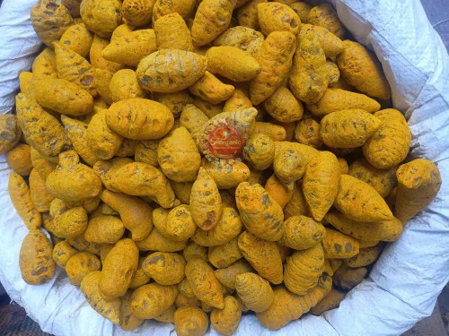 Salem Turmeric Bulb