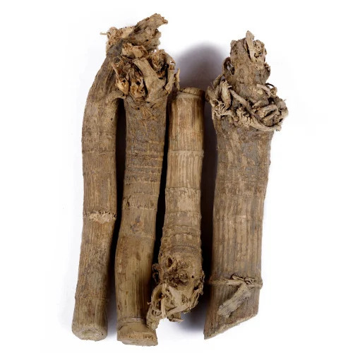 Saunf Roots