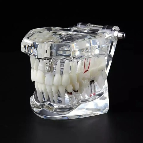 Dental All In One Model