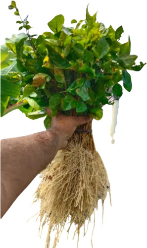 Mogra Flower Plant