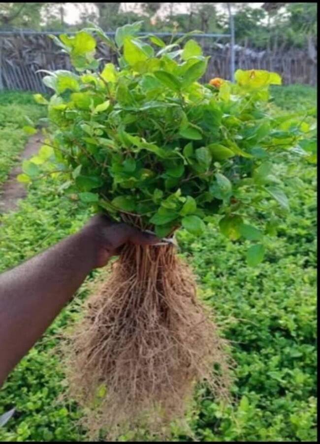 Jasmine Flower Plants - Color: Green (Plant) Or White (Flower)