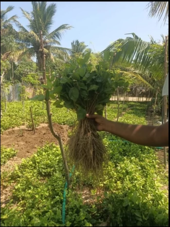 Madurai Jasmine Plant - Color: Green (Plant) Or White (Flower)