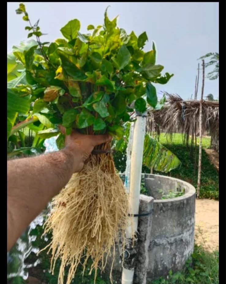 Mogra Jasmine Plants - Color: Green (Plant) Or White (Flower).