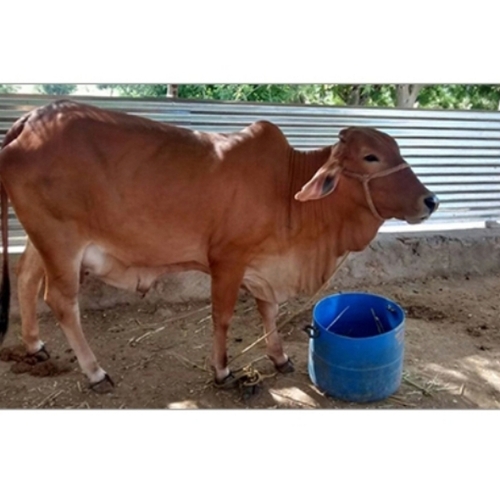 सहिवाल गाय