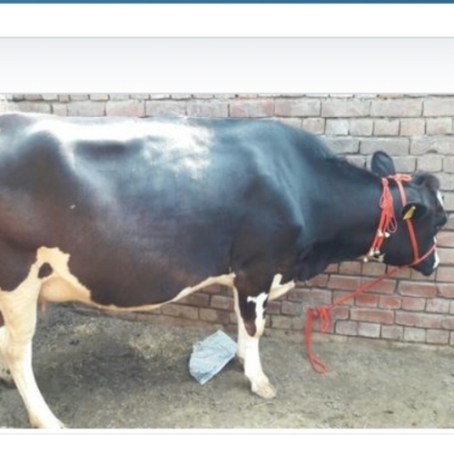 मजबूत निर्माण HF गाय