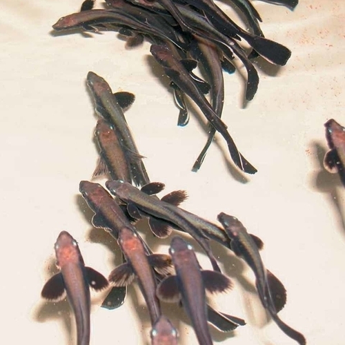Fish Seed