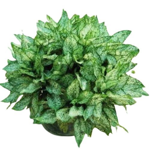 Indoor Plants
