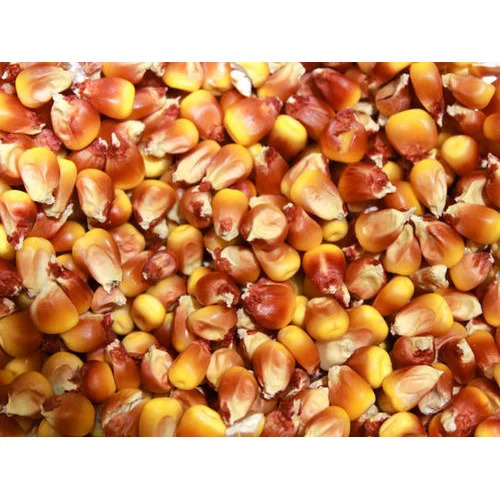 Maize Grain Cattle Feed
