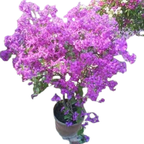 Perennial Plants
