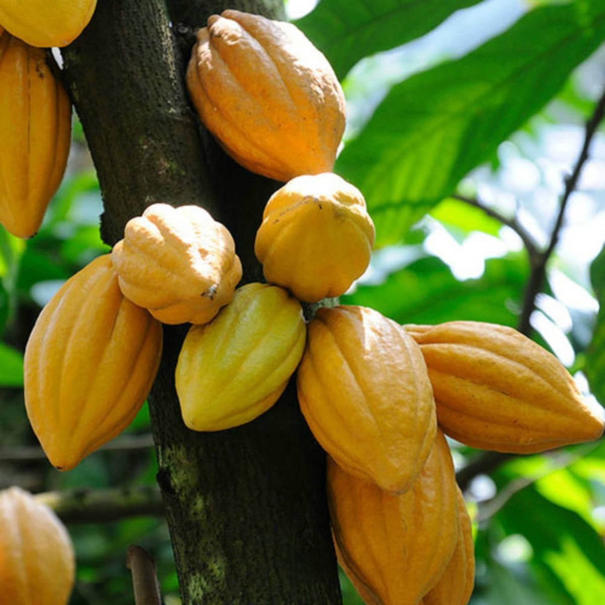 Premium Fresh Cocoa Fruit
