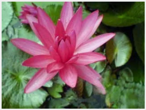 Water Lily Plants