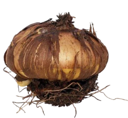 Bulbous Plants