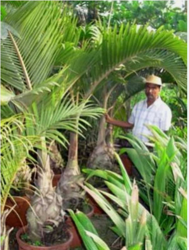 Champagne Palm Plant