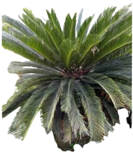 Cycad Plants