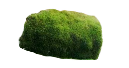 Lawn Grass