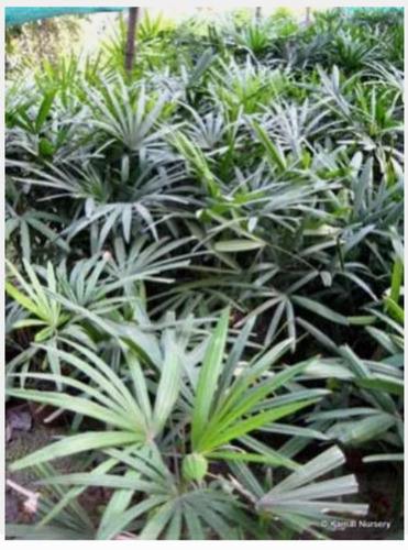 Rhapis Excelsa Plant