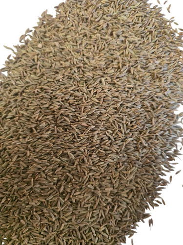 Cumin Seed Jeera