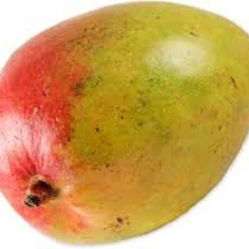 Fresh Mangoes - Cultivation Type: Common