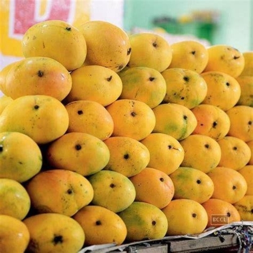 Organic Banganapalli Mango - Color: Yellow