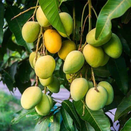 Benishan Mangoes 