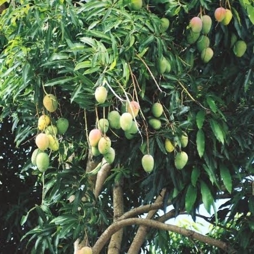 Himayath Mango