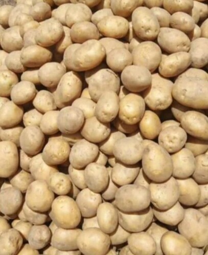 Potato