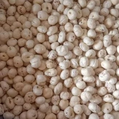 Uniform Grading 4 Suta Fox Nut