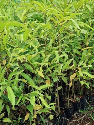 Agarwood Plant - Breed: Aquilaria Malaccensis