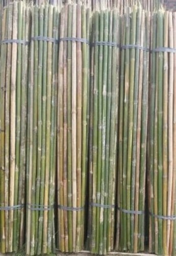 Bamboo Pole