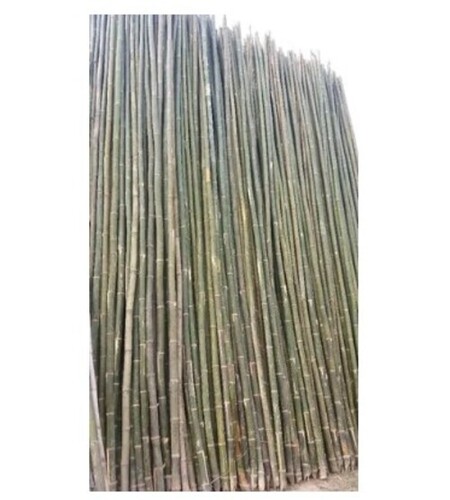 Construction Bamboo Poles