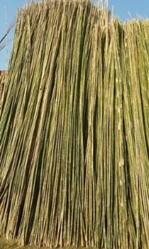 Raw Bamboo
