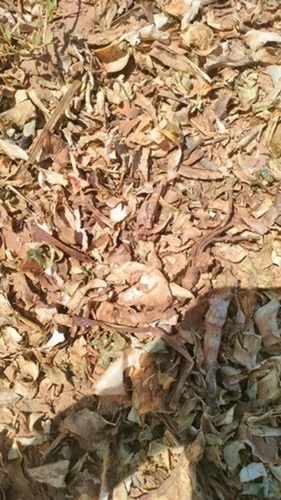 Dried Aloe Vera Leaves